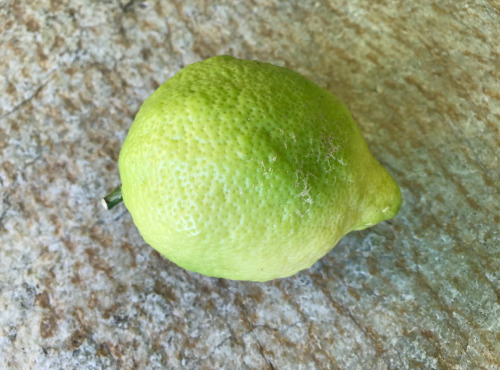 Le Jardin des Antipodes - Citron Verdello De Femminiello Non-traité - 1kg