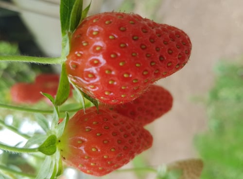 La Fraise de La Baule - Sirop de fraises