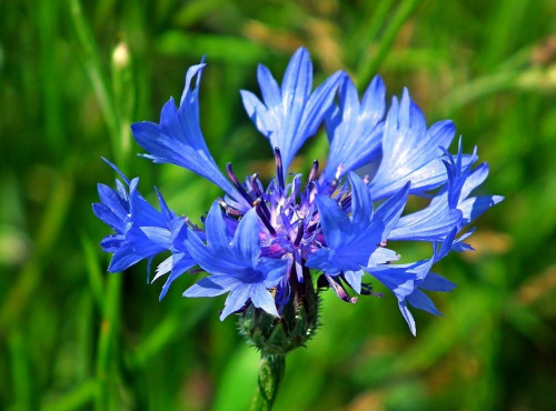 Les Jardins du Mas de Greil - Bleuet, Fleur Fraîche