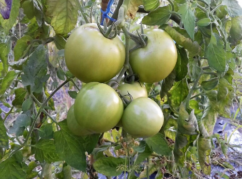 Multiproductions - Cédric Joliveau - Tomates Vertes 5 kg (pour confiture)