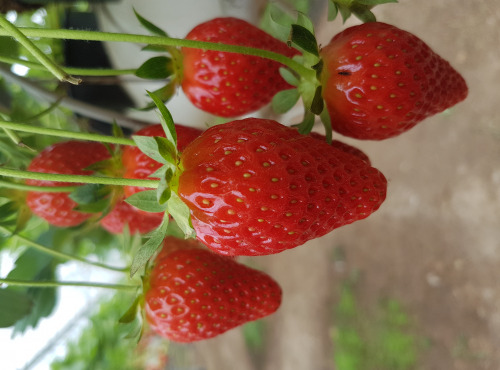 La Fraise de La Baule - Coulis de fraises