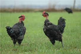 La Coussoyote - Lot de 5 poules à mijoter cou nu NOIR (poule au pot ou poule au riz) - 8kg