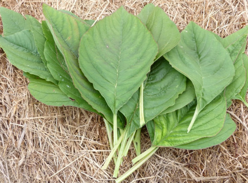 Ferme des petites Brossardières - Amarante, feuilles - 200 g