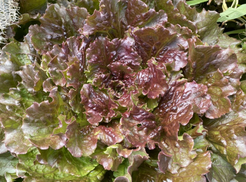 Le Potager de Sainte-Hélène - Salade batavia rouge