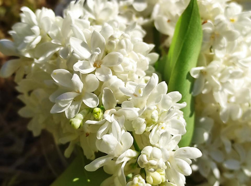Les Jardins du Mas de Greil - Lilas Blanc Fleurs Fraîches