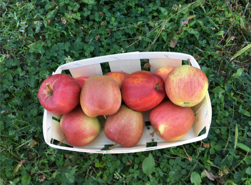 EARL Fruits du Maumont - Toutifruits - Pomme Pinova HVE- 1kg