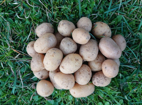 La Ferme Boréale - Pommes De Terre Agata Calibre Grenaille - 5kg
