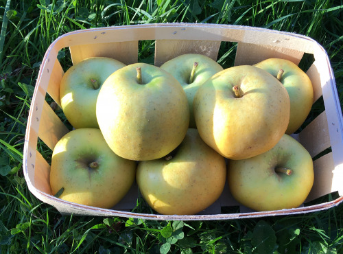 EARL Fruits du Maumont - Toutifruits - Pomme Chantecler HVE - 1kg