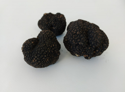 La truffe Noire du Périgord: La Tuber Melanosporum - Truffe Aléna