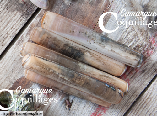Camargue Coquillages - Couteaux De Camargue Pêché Au Sel- Pêche Responsable
