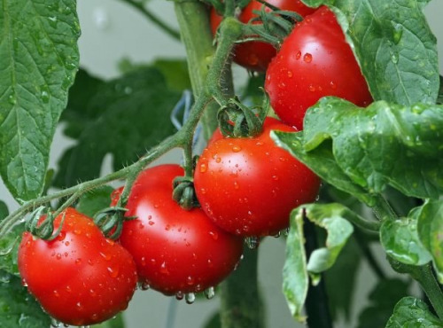 Les Jardins de Mondpa - tomates rondes st pierre