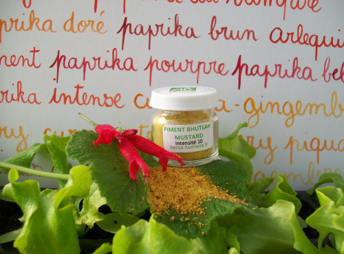 HERBA HUMANA - Piment Bhutlah Mustard Bio Cultivé en France 3 g