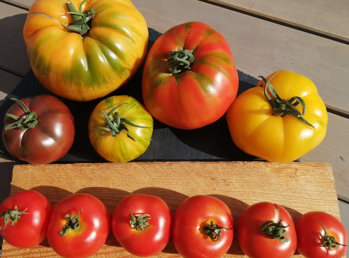 Ferme de Carcouet - Tomates Bio - 2 kg