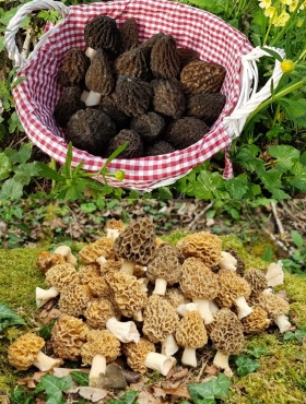 Champignons des Monts-Jura - Morilles (Noires et Blondes) Séchées Du Terroir Jurassien - pot de 50 g
