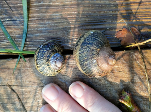 La Ferme Enchantée - [SURGELÉ] 12 Escargots PETITS GRIS au Beurre à la Fleur de Sel Surgelés
