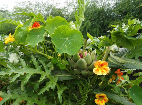 Les Bons Légumes de Sophie - Asperges vertes en vrac de 5kg