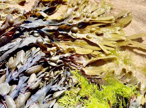 Les Algues de l'Île de Ré - Fucus 330g -  Algues bio déshydratées en paillettes