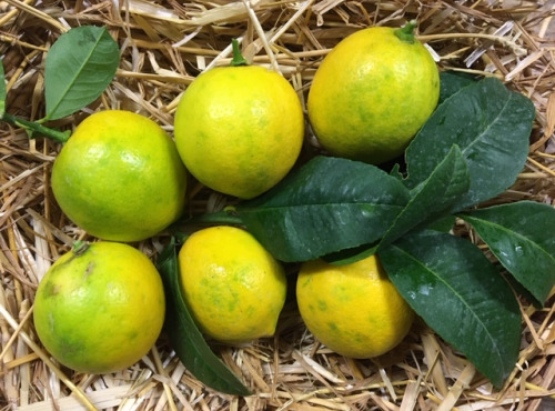 Le Jardin des Antipodes - Citron Meyer