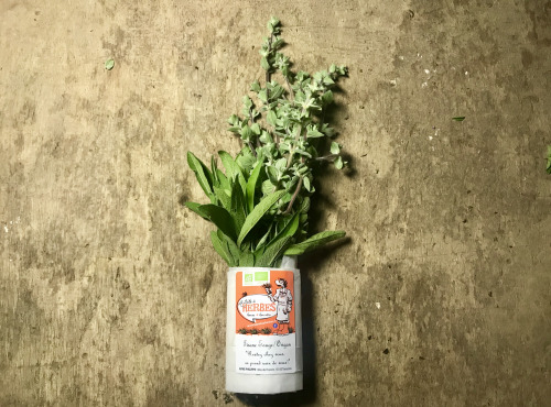 La Boite à Herbes - Tisane Sauge/origan - 100g