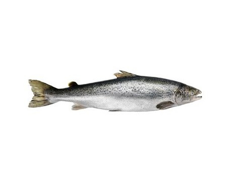 Ma poissonnière - Saumon Entier - Pièce De 2 Kg