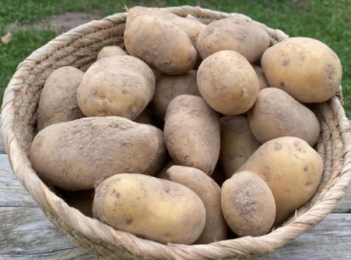 La Ferme du Bief - Pommes de terre Bintje Bio 1kg (petit calibre)