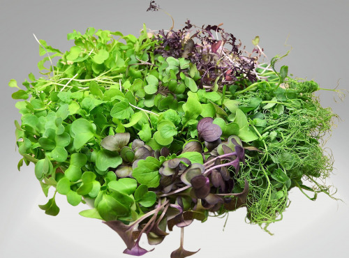 Les Jardins de Champlecy - Salade Box De Micro-pousses - 200g