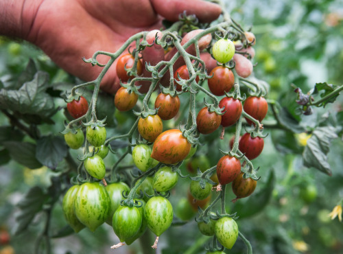 Maison Argentain - Tomate Cerise Melange Pleine Terre - 200g