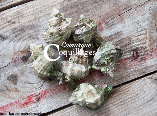 Camargue Coquillages - Escargots Murex de Camargue 5 kg - Bulots méditerranéen