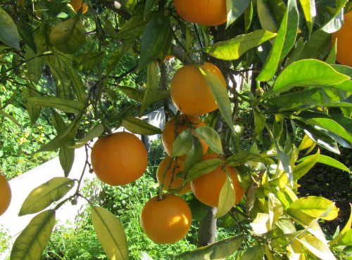 Le Jardin des Antipodes - Orange Amère Bio Pour  Vos Confitures Et Sauces