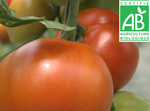 Mon Petit Producteur - Tomate Ronde Bio Paola [vendu Par 3kg]