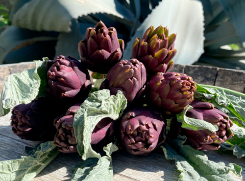 La Boite à Herbes - Artichaut Poivrade Violet De Provence - Bouquet De 5