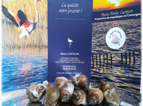 Camargue Coquillages - Bigorneaux Noisette De Camargue - Pêche Responsable