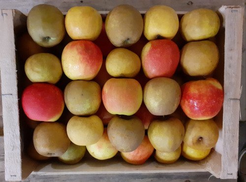 Le Châtaignier - Pommes De Variétés Anciennes -  Assortiment 6kg