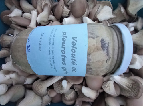 Les champignons de Vernusse - Velouté de pleurotes gris