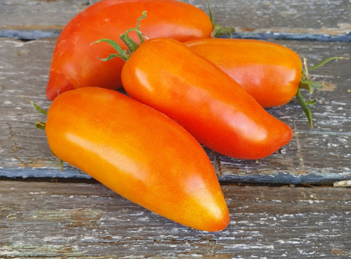 La Ferme de Milly - Anjou - Tomates andines cornues BIO - 1kg