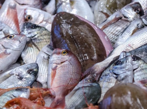 Télémaque - Colis de poissons en direct du bateau - 5kg