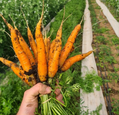 La Ferme de Goas Per - 2 botte de carotte Bio - 1,2kg