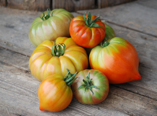 La Boite à Herbes - Lot De Tomate Ancienne - 5kg