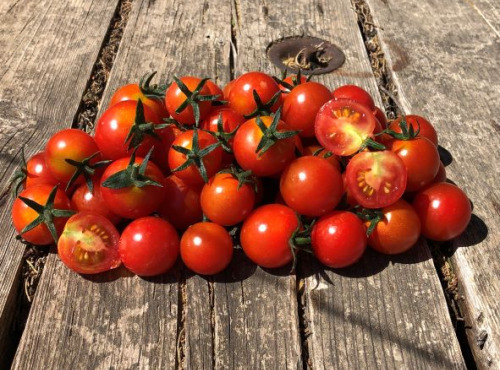 Tomates cerises bio 1 kg
