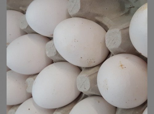 La Coussoyote - 6 œufs de poule leghorn blanc ( ou 8 œufs roux si plus de blancs).