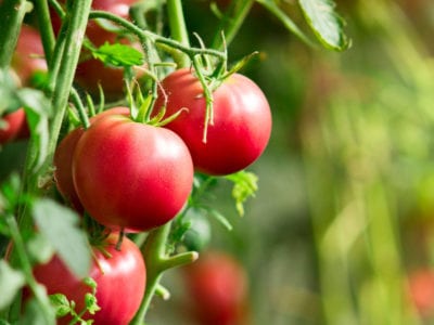 Elissalde Le Potager Basque - 6 plants de tomates variétés anciennes 100% naturels