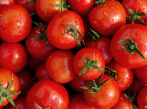 Le Châtaignier - Tomates Rondes Pleine Terre - Colis 5kgs