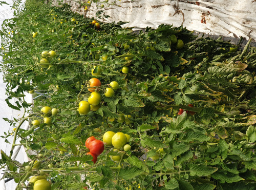Langevine - Tomate Ronde Paola 1kg