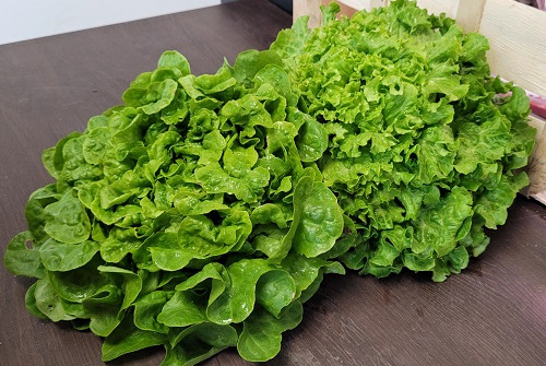 Producteurs Salade France - Production Salade - Plaine du Roussilllon