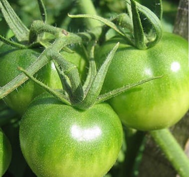 Mon Petit Producteur - Tomate Ronde Bio Paola Verte [vendu Par 3kg]