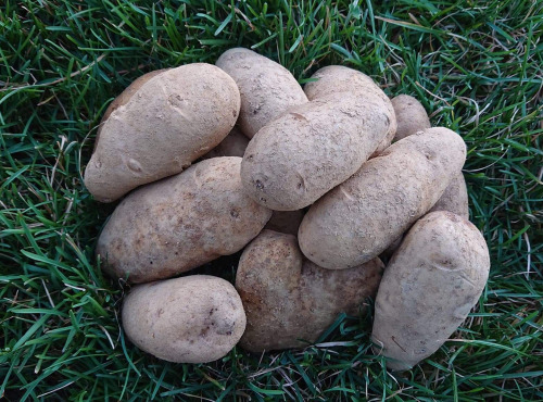 La Ferme Boréale - Pommes De Terre Agata Calibre 55-75 - 3kg
