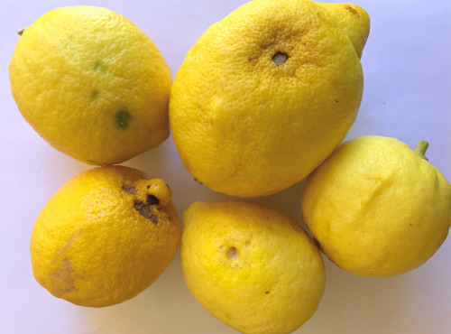 Le Jardin des Antipodes - Citrons Femiminello - 20kg - Pour La Transformation En Confitures Ou En Cuisine