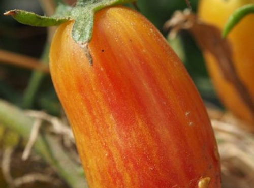 Mon Petit Producteur - Tomate Ancienne Bio Flame Blush [vendu Par 500g]