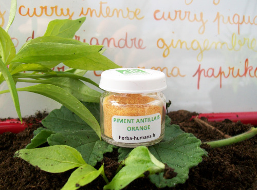 HERBA HUMANA - Piment Antillais Orange Bio Cultivé en France 3 g