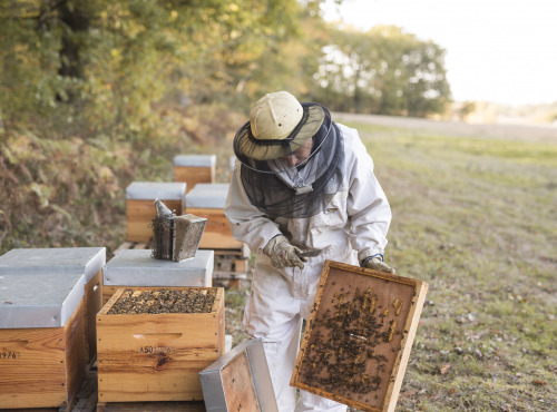 L'Essaim de la Reine - Miel de Tilleul de Bordeaux - 400g - miel crémeux récolté en France par l'apiculteur
